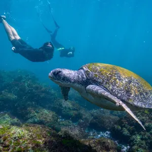 the owner and friend going for a swim with turtles.