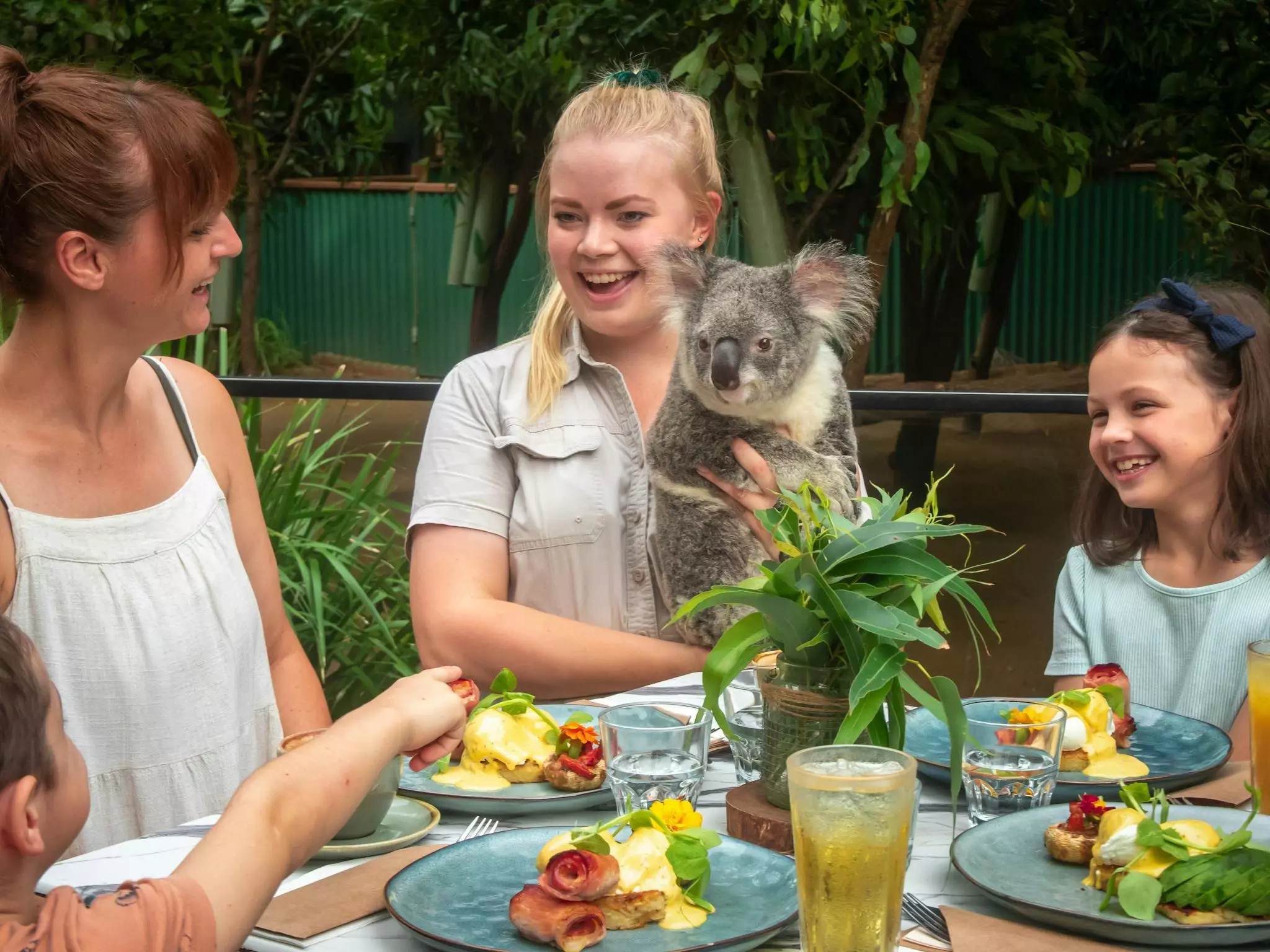 Currumbin Wildlife Sanctuary Koala Breakfast