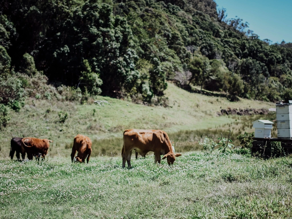 Cattle are our co-workers at Jandarra.