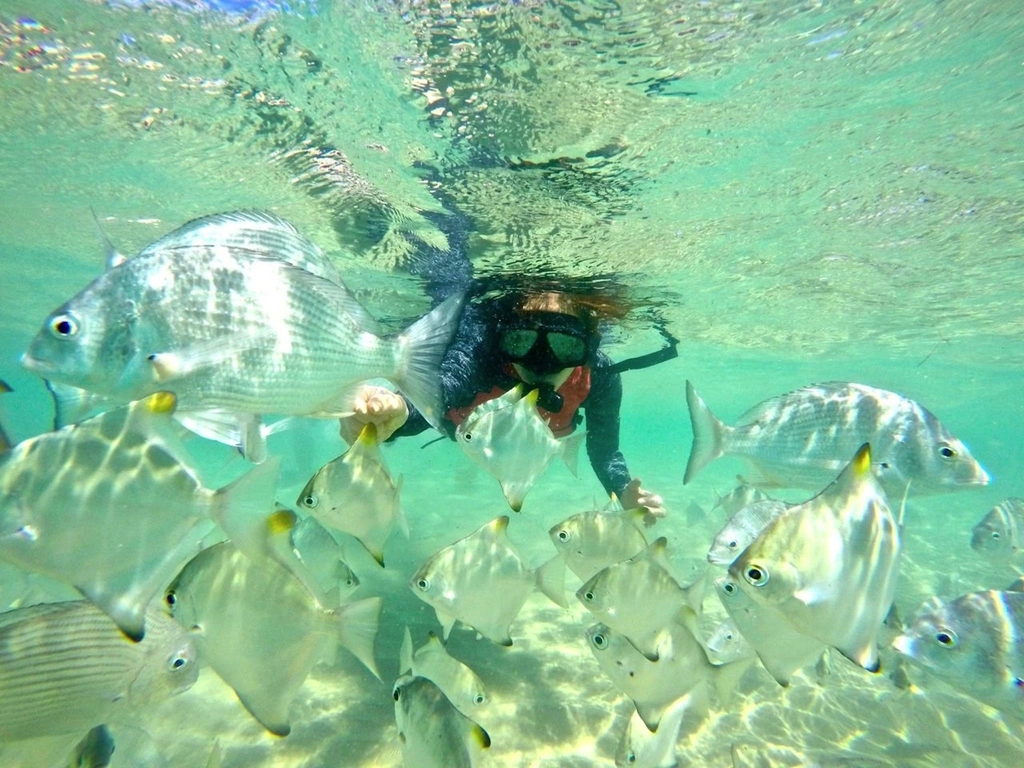 snorkel among hundreds of tropical fish on Wave Break island, Gold Coast