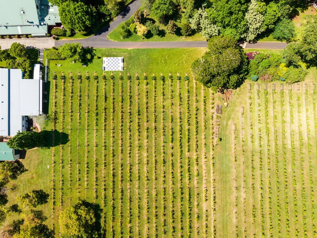 Vineyard Queensland