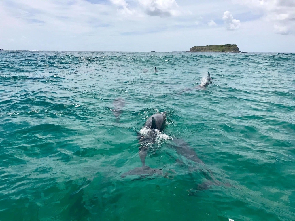 Local pod of Bottle-nose Dolphins @ Fingal