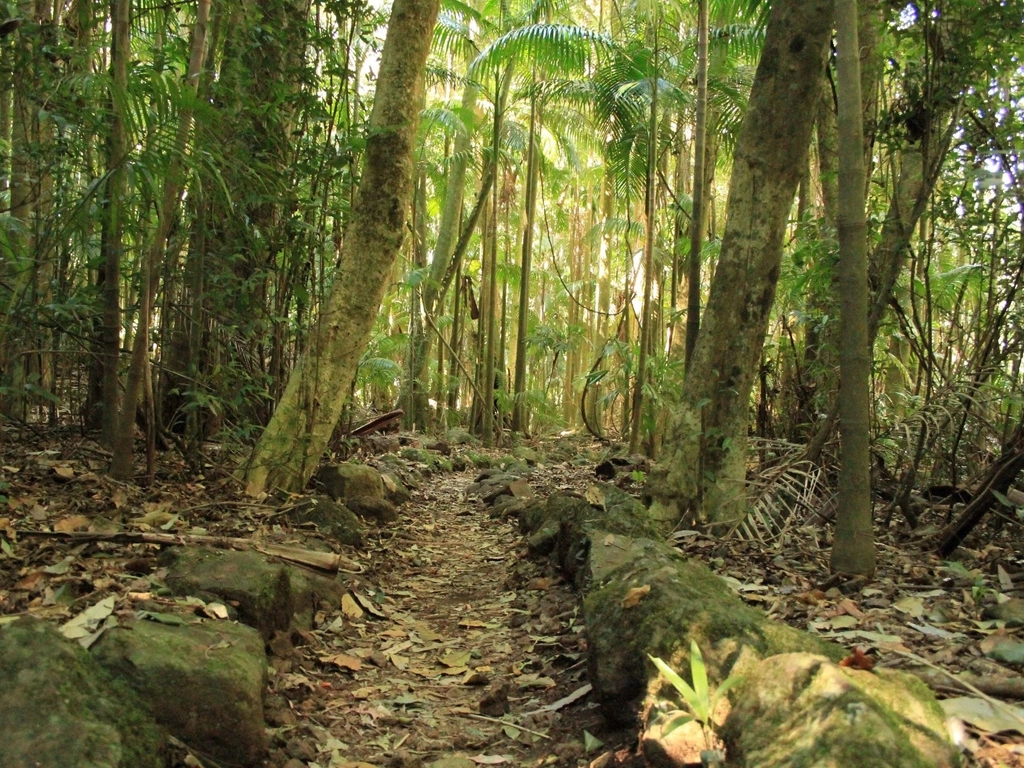 A track leads through a forest of tall slender palm trunks with light green foliage above.