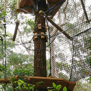 Treetop Challenge Currumbin