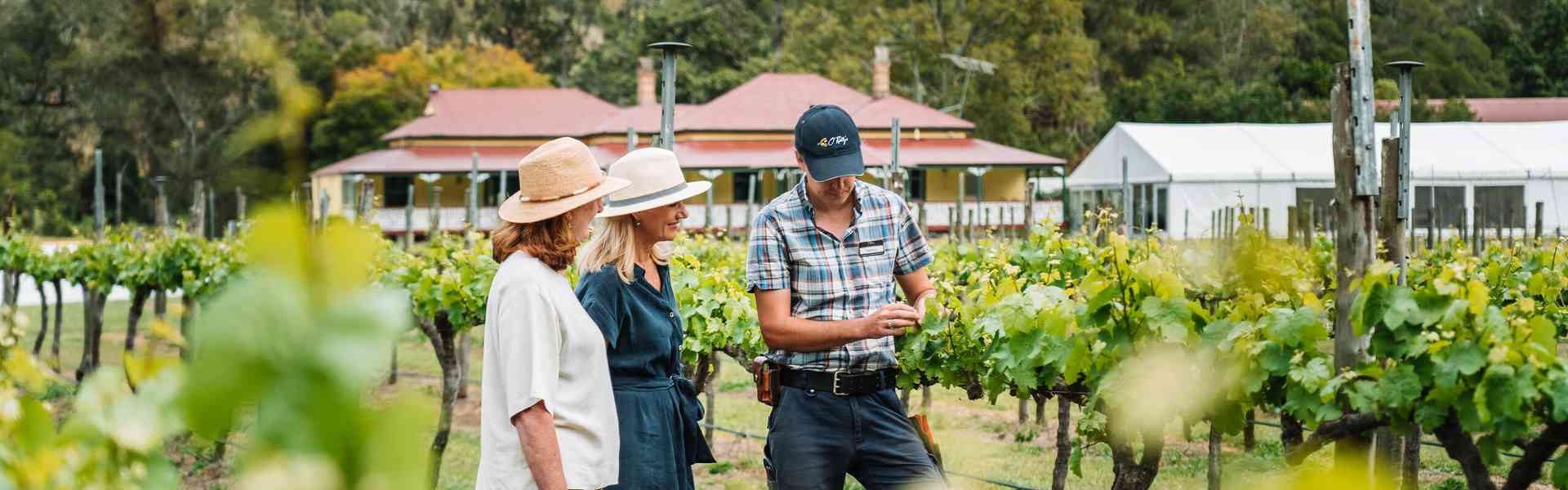 Gold Coast Wineries You Need To Visit
