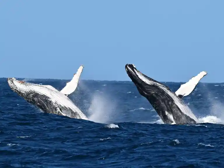 Whale Watch Queensland