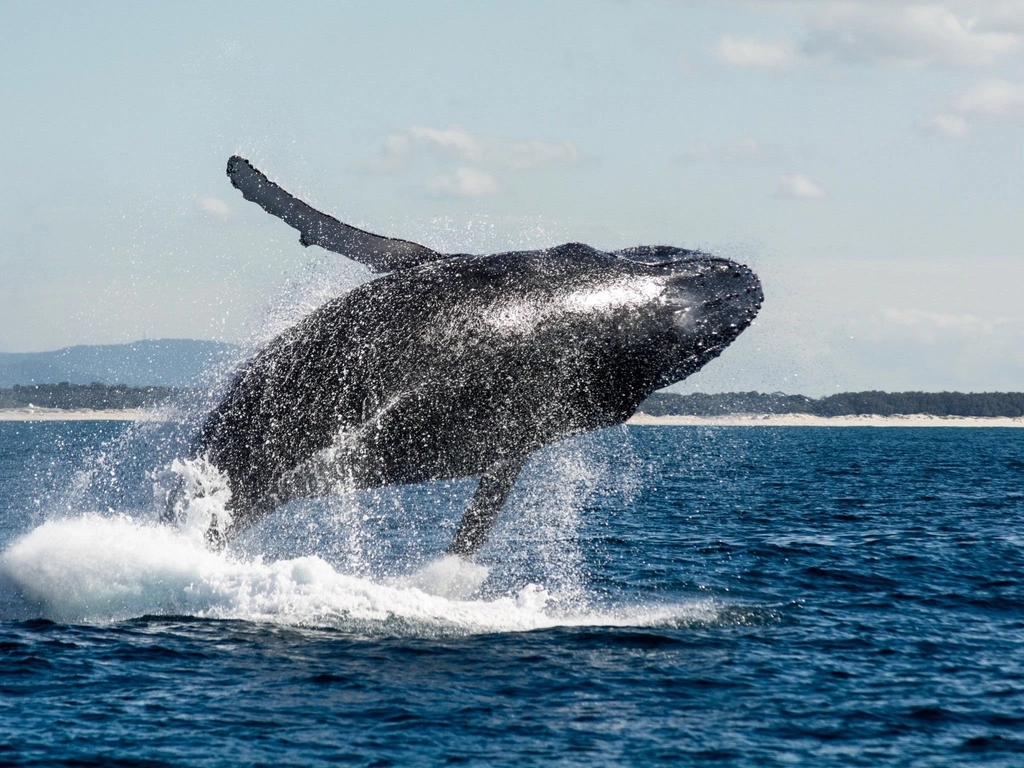 Spirit of Gold Coast Whale Watching