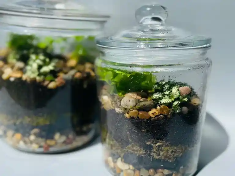 Learn to create a terrarium - Broadbeach Sip 'n' Dip Image 1