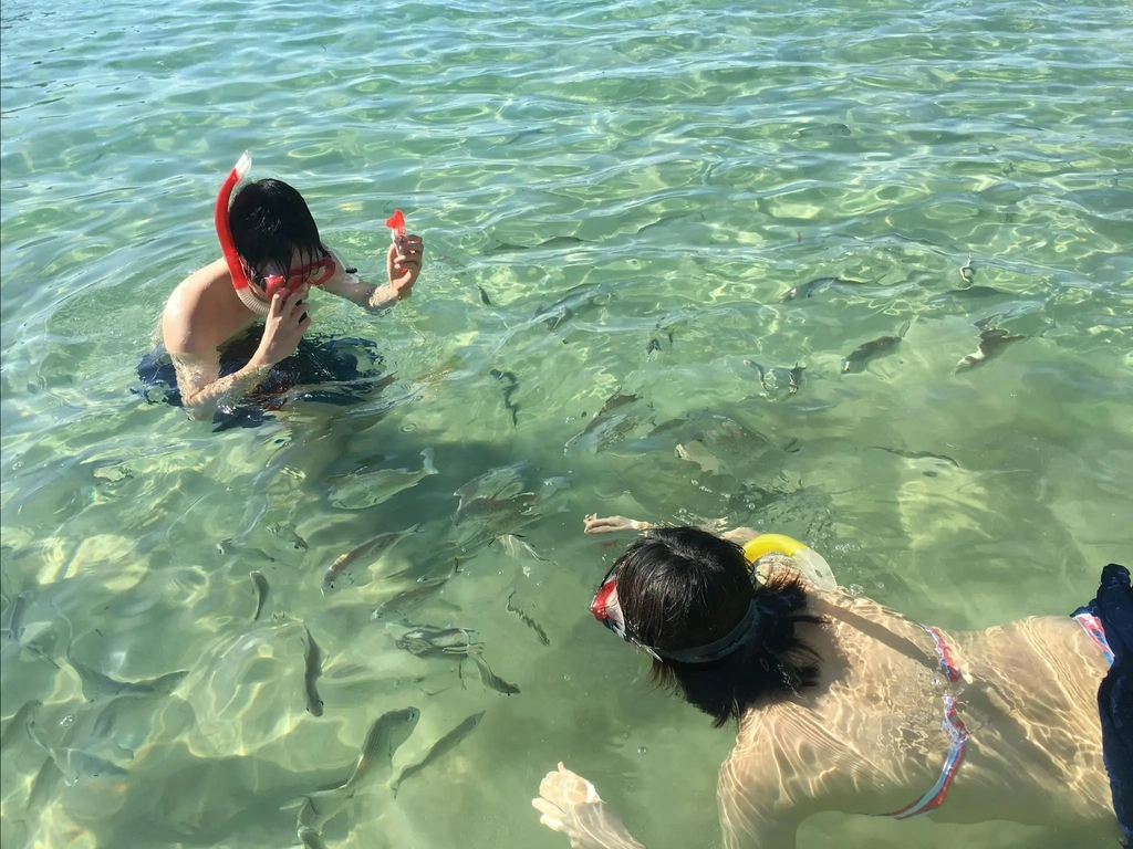 Snorkelling with fish in swallow water