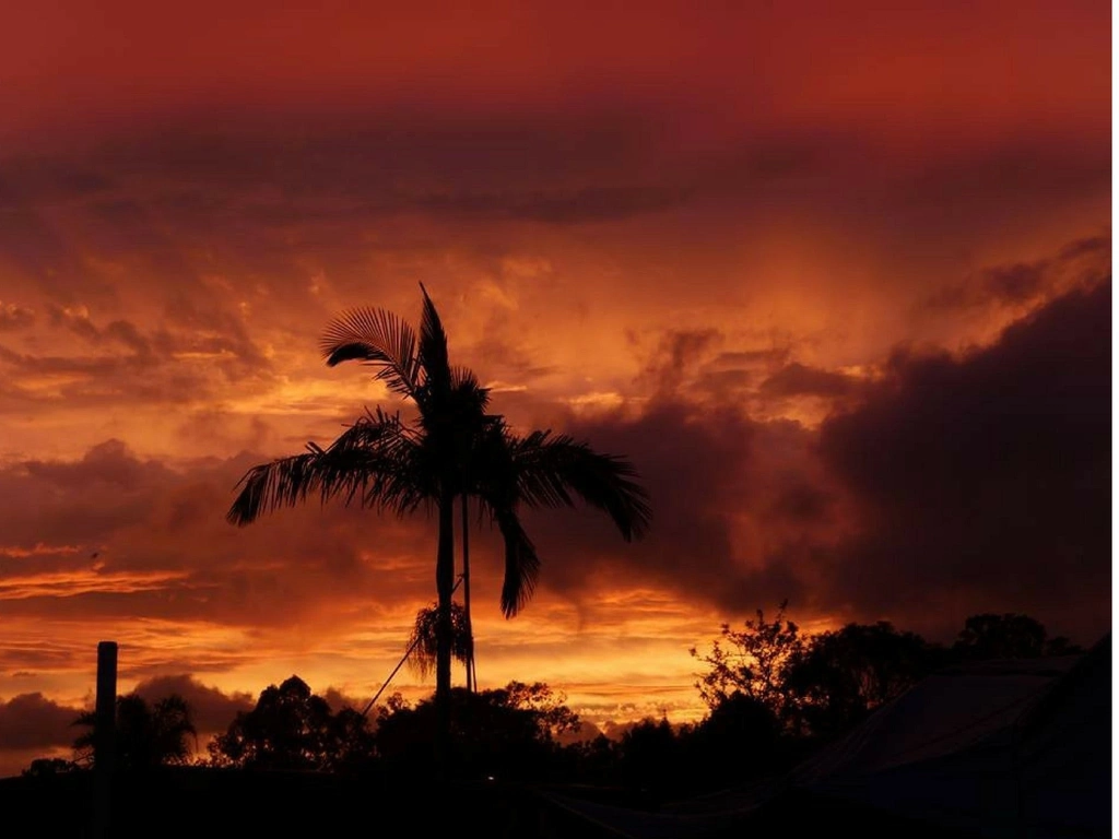 Sunset Palms Dreamtime Coomera