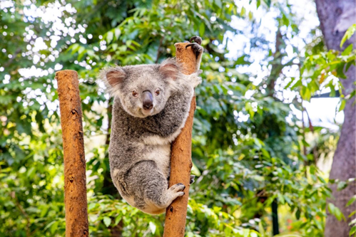 Inside the Currumbin Wildlife Institute.png