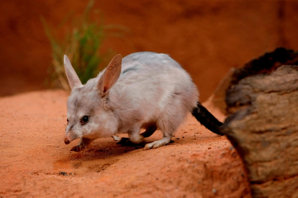 Easter Bilby Week at Dreamworld Image 5