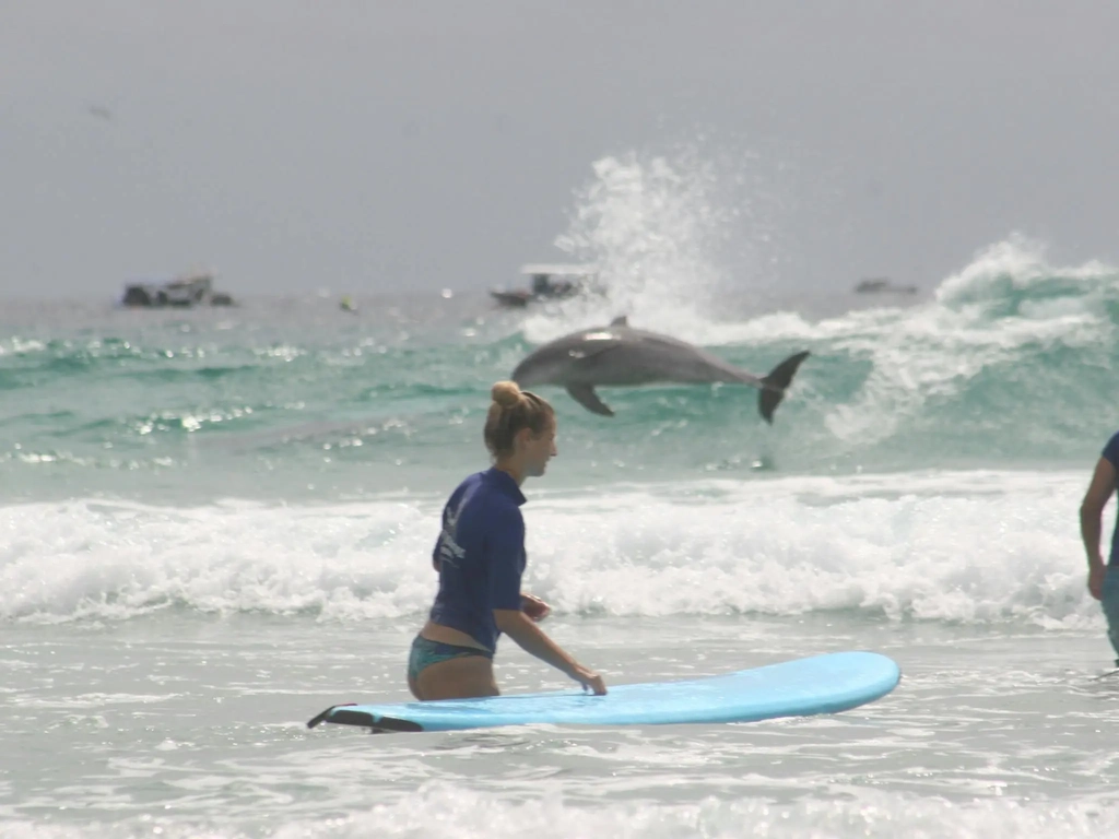 A surf student pauses in the water as a dolphin leaps through the surf in an unforgettable moment.