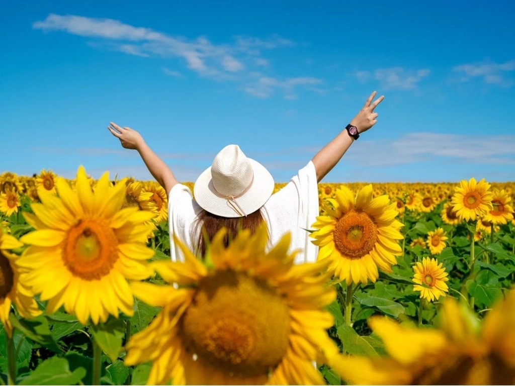 Kalbar Sunflower Festival | Destination Gold Coast