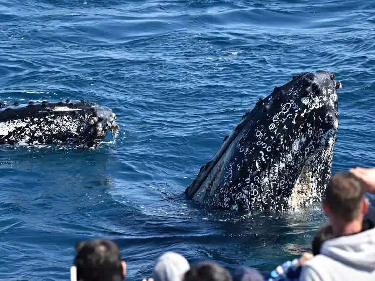 Whale Watch Queensland