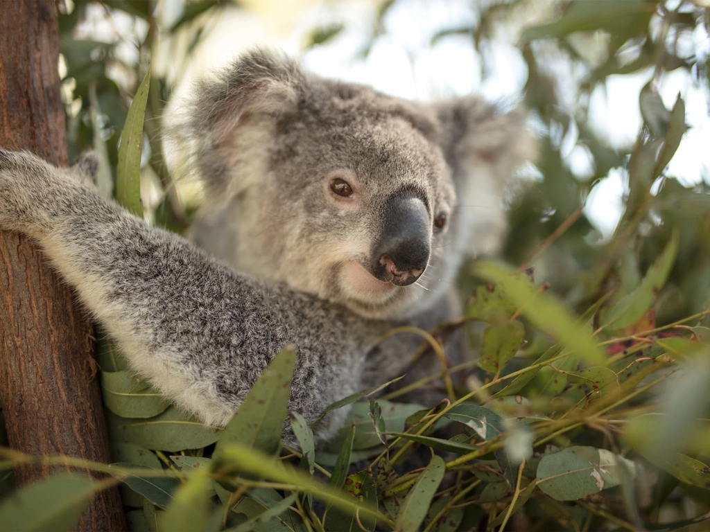 Meet a Koala at Paradise Country