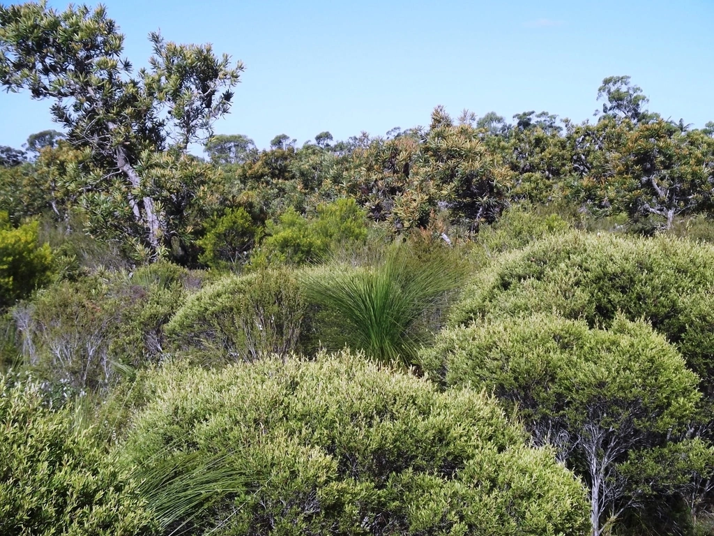 Pine Ridge Conservation Park