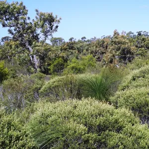 Pine Ridge Conservation Park