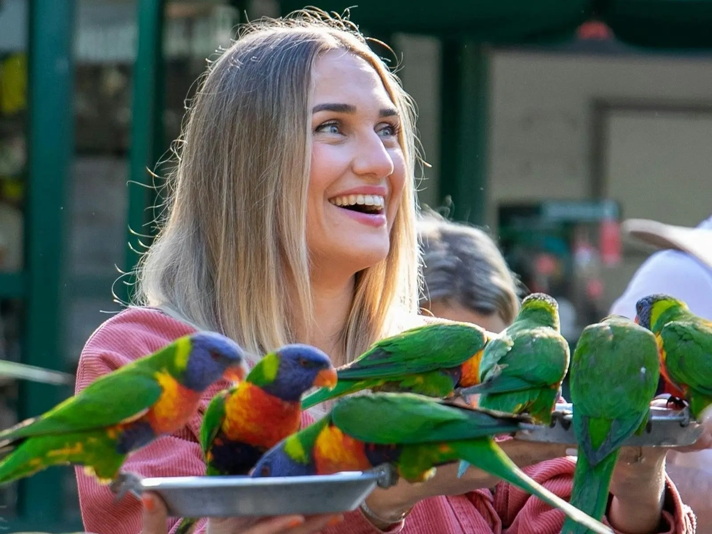 Woman holding plate filled with nectar feeding wild rainbow lorikeet at Currumbin Wildlife Sanctuary