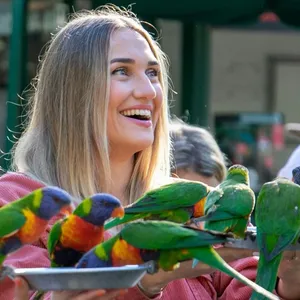 Woman holding plate filled with nectar feeding wild rainbow lorikeet at Currumbin Wildlife Sanctuary