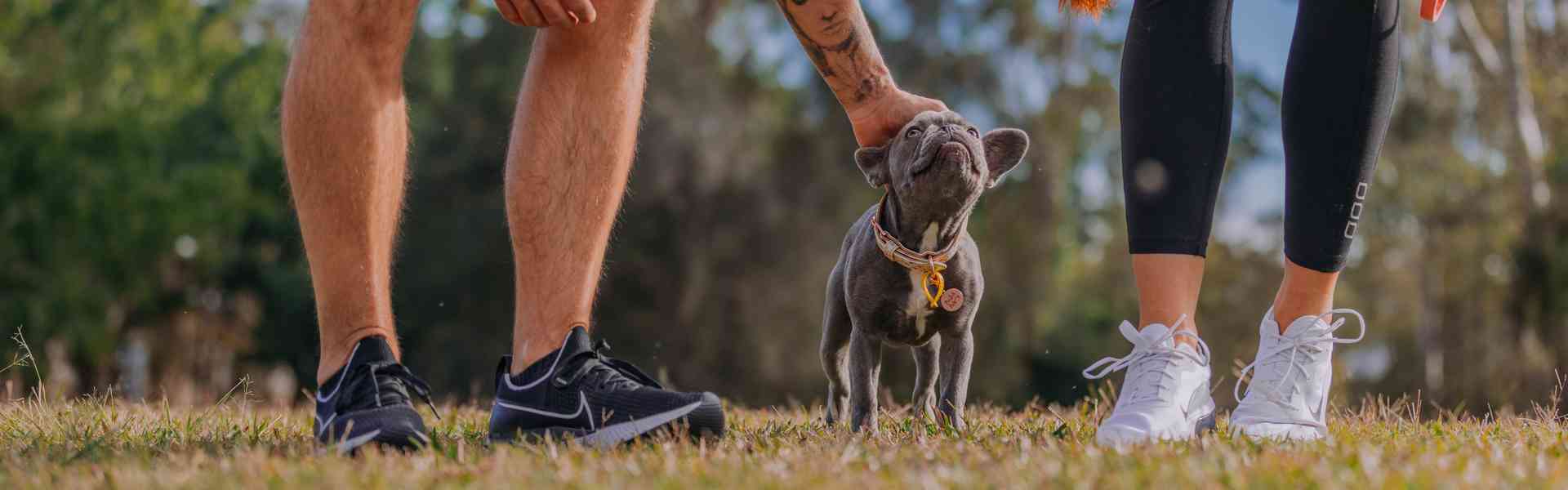 Dog-Friendly Gold Coast: Where to Stay & Play With Your Pet