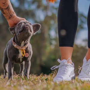 Gold Coast Dog Park