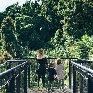 Tamborine Rainforest Skywalk