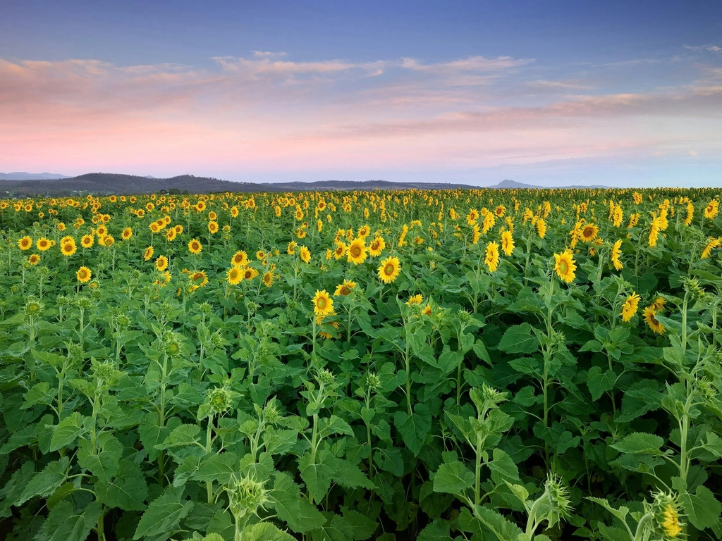Kalbar Sunflower Festival Image 3