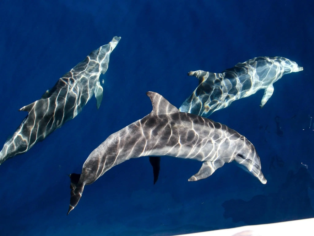 Three dolphins swimming close to the surface