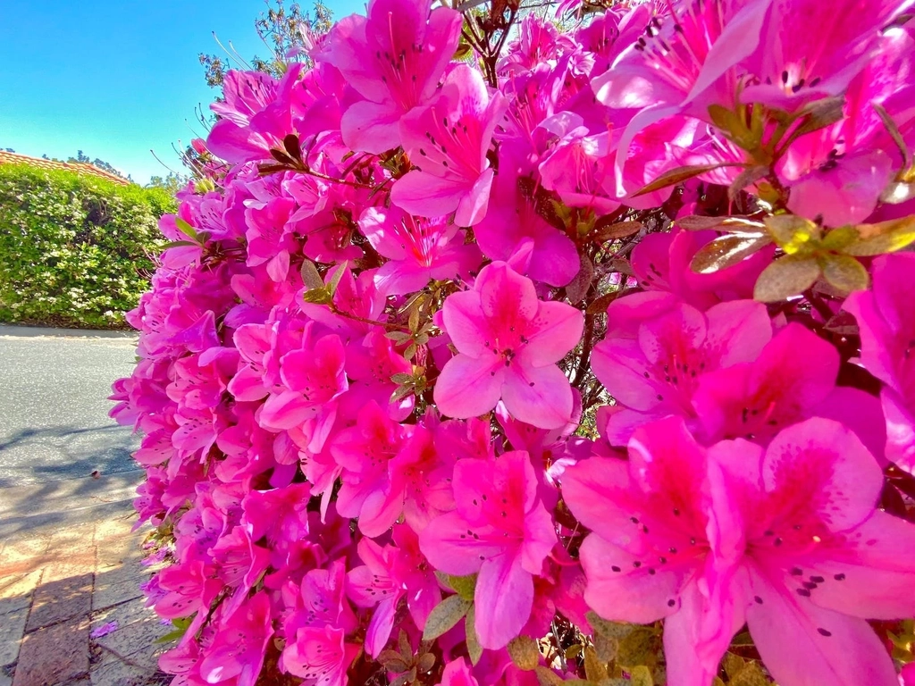 Our Beautiful Spring Flowers