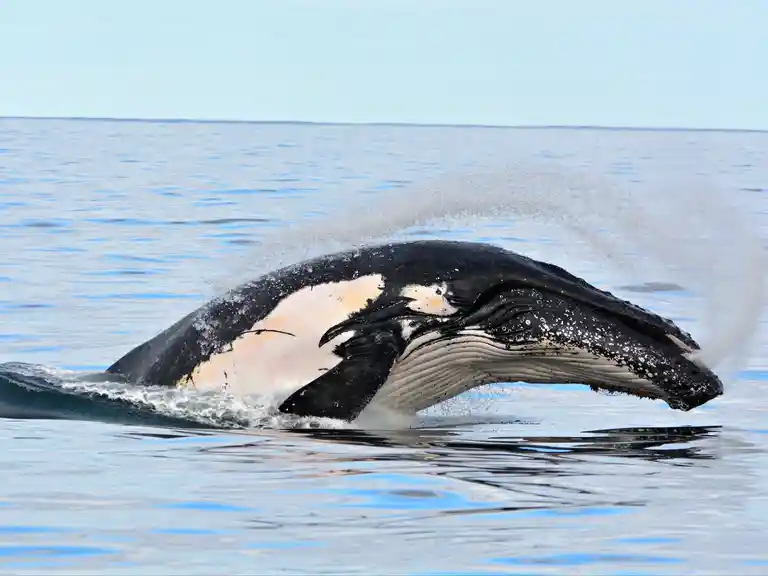 Whale Watch Queensland