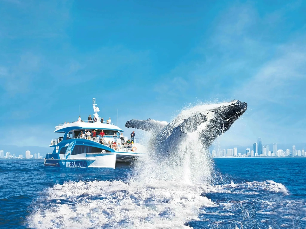 Sea World Whale WatchHumpback Whale breaching in front of Gold Coast skyline and Sea World Cruises B