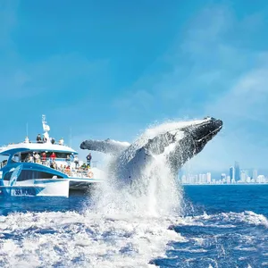 Sea World Whale WatchHumpback Whale breaching in front of Gold Coast skyline and Sea World Cruises B