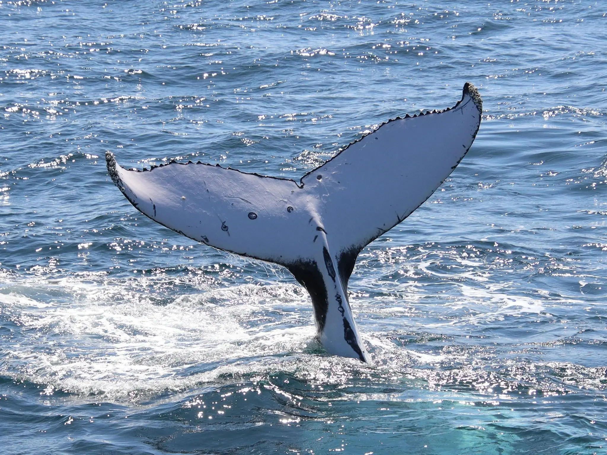 Spirit Family (2 Adults + 2 Children)