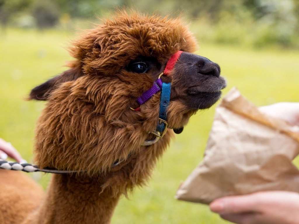 @ Mountview Alpaca Farm