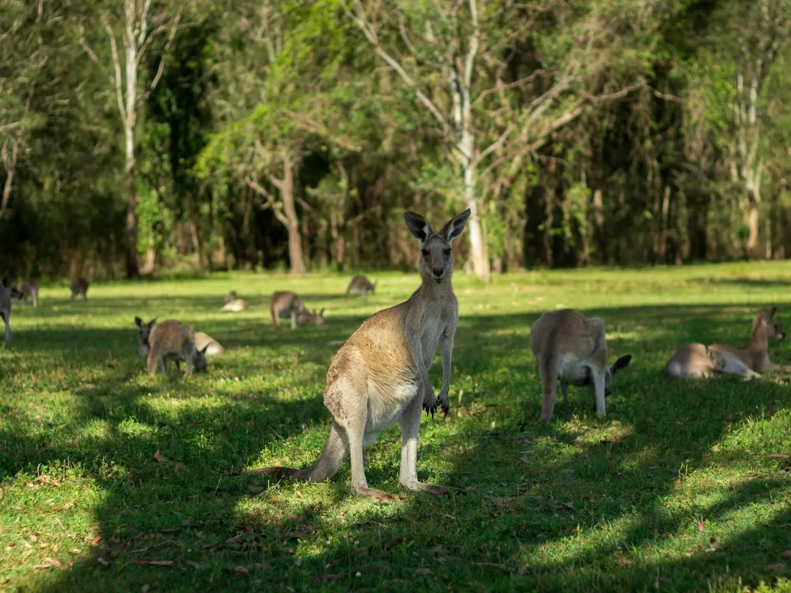 20% off Kangaroos and Mountain Views Tour