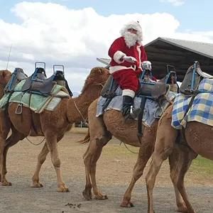 Christmas Markets - Summer Land Camels Image 1