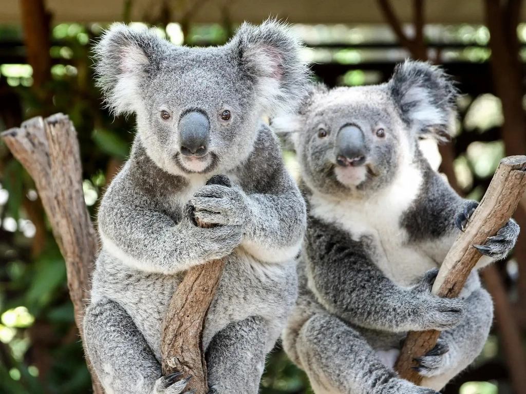 Two koalas looking at the camera