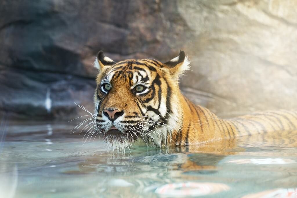 THE GOLD COAST’S GREATEST ANIMAL ENCOUNTERS