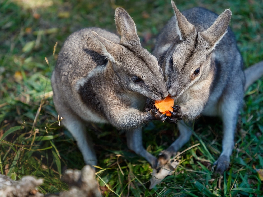 Two resident wallabies share a snack at Fleay's