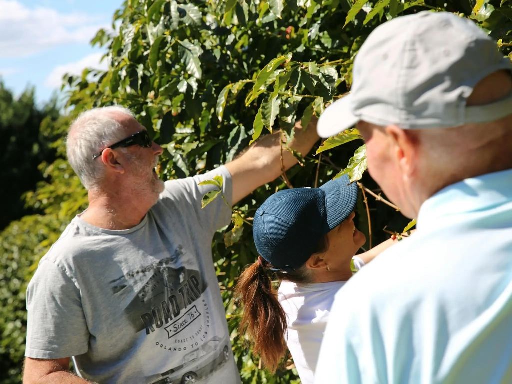 Pickers out picking themselves some coffee