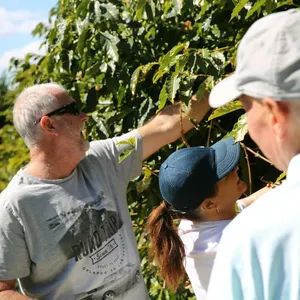 Pickers out picking themselves some coffee