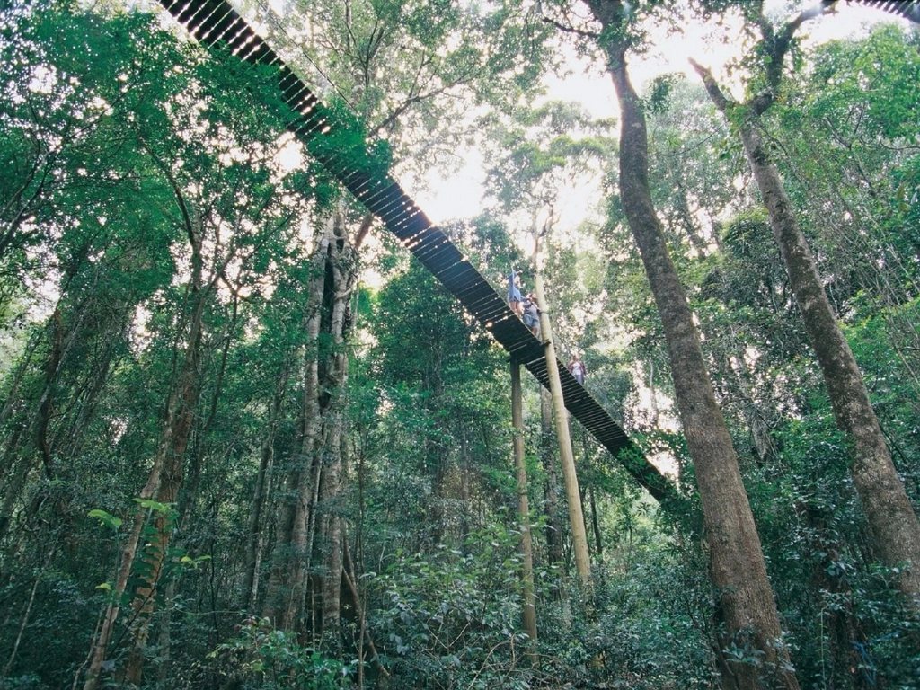 O'Reilly's Tree Top Walk