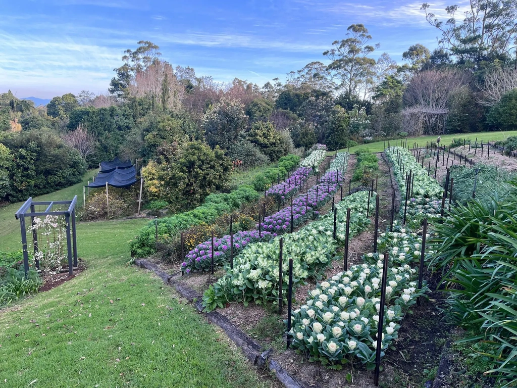 Field of flowers in winter