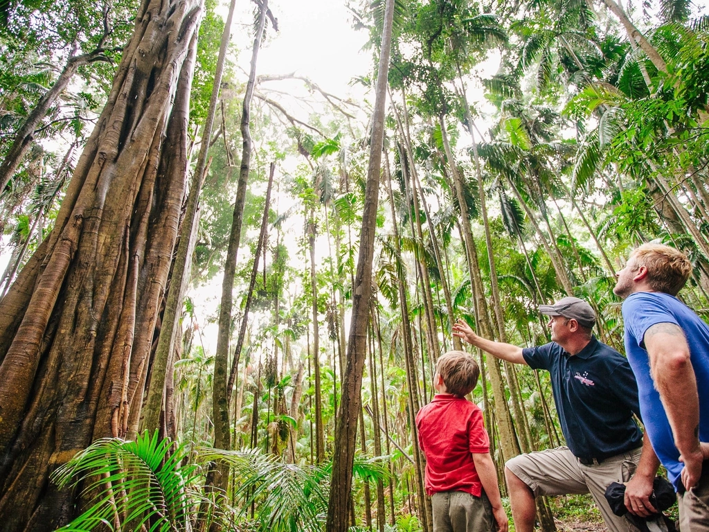 Tamborine Mountain Tour