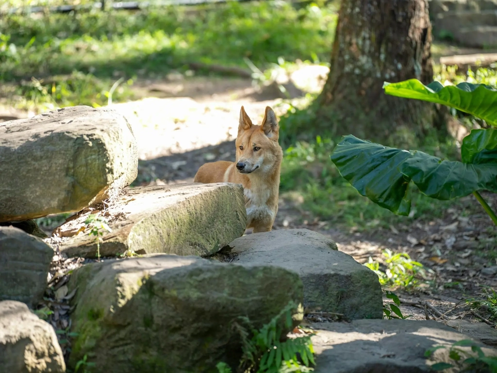 Dingo standing among rocks and vegetation in a natural bushland setting.