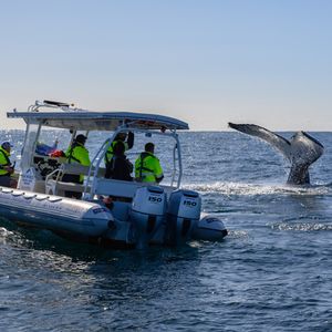 GCOR_TX4_Humpback Whale Tagging_Boat and Tail.jpg