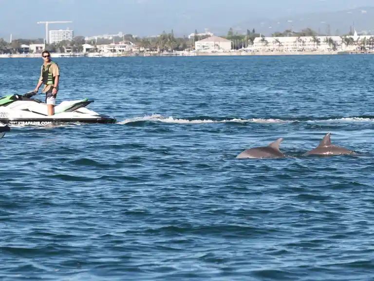 Dolphin spotting
