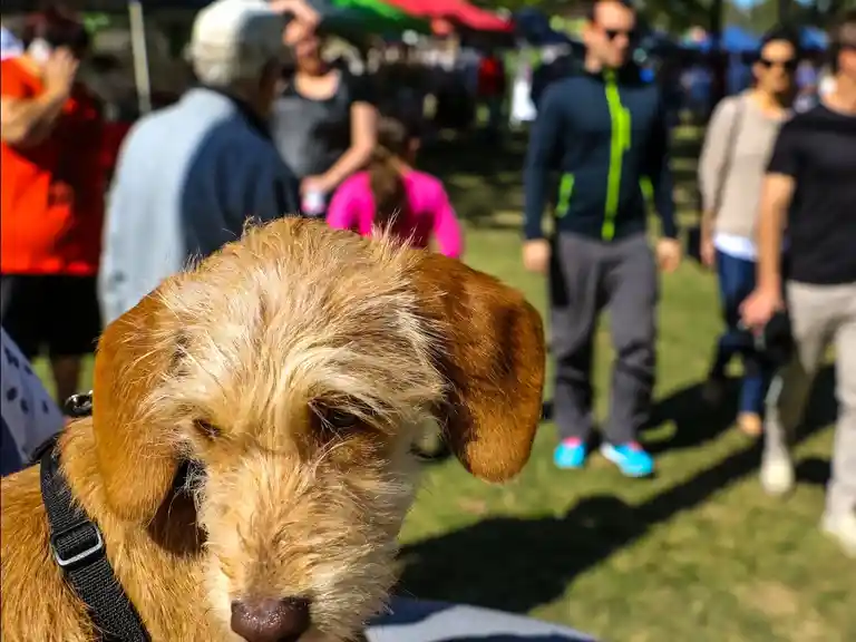 Even this Dog loves the Markets with special catered stalls to their every need