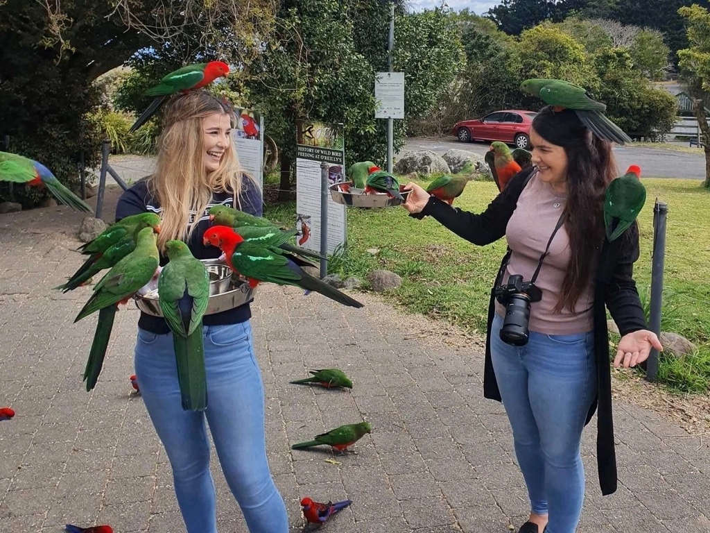 Bird Feeding